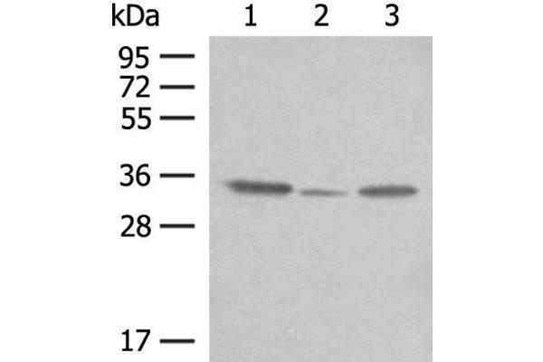 TNRC5 antibody