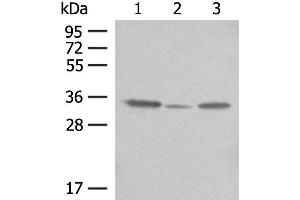 Western blot analysis of OP9 HepG2 and NIH/3T3 cell lysates using CNPY3 Polyclonal Antibody at dilution of 1:400 (TNRC5 antibody)