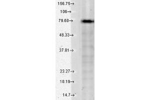 Western Blot analysis of Human Cell lysates showing detection of KCNQ1 protein using Mouse Anti-KCNQ1 Monoclonal Antibody, Clone S37A-10 . (KCNQ1 antibody  (AA 2-101) (Atto 594))