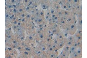Immunohistochemistry (IHC) image for anti-Torsin Family 1, Member B (Torsin B) (TOR1B) (AA 98-327) antibody (ABIN7439570)