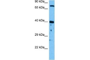Host:  Mouse  Target Name:  WNT1  Sample Tissue:  Mouse Pancreas  Antibody Dilution:  1ug/ml