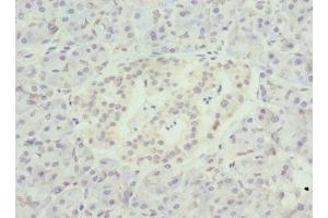 Immunohistochemistry of paraffin-embedded human pancreatic tissue using ABIN7161578 at dilution of 1:100 (NMNAT1 antibody  (AA 1-279))