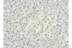 Immunohistochemistry of paraffin-embedded human pancreatic tissue using ABIN7161578 at dilution of 1:100 (NMNAT1 antibody  (AA 1-279))