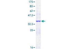 NPR2 Protein (AA 131-230) (GST tag)