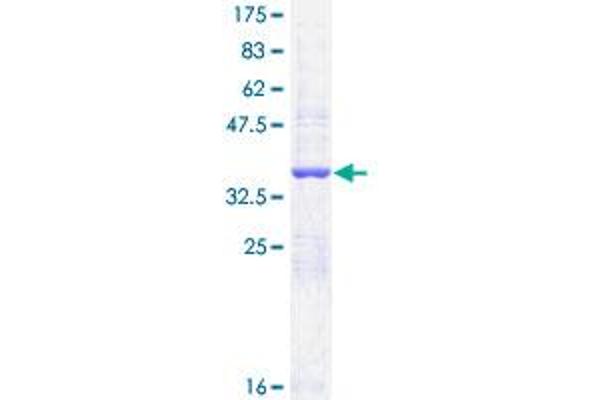 NPR2 Protein (AA 131-230) (GST tag)