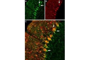 Expression of GABATR in rat cerebellumImmunohistochemical staining of rat cerebellum using Anti-GABA Transporter 1  (extracellular) Antibody (ABIN7043178, ABIN7044459 and ABIN7044460), (1:200).