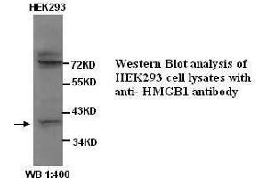 Image no. 1 for anti-High Mobility Group Box 1 (HMGB1) antibody (ABIN790975) (HMGB1 antibody)