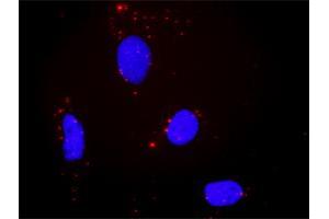 Proximity Ligation Analysis of protein-protein interactions between PTPRR and MAPK1. (PTPRR antibody  (AA 1-657))