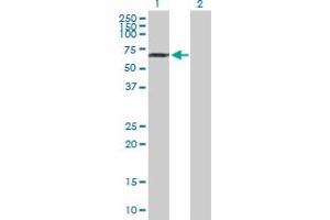 Western Blot analysis of NUP85 expression in transfected 293T cell line by NUP85 MaxPab polyclonal antibody. (NUP85 antibody  (AA 1-656))