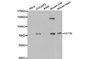 Western blot analysis of extracts of various cell lines, using OPTN antibody. (OPTN antibody  (AA 1-577))