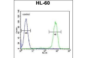 Flow cytometric analysis of HL-60 cells (right histogram) compared to a negative control cell (left histogram). (Caspase 12 antibody  (AA 165-193))
