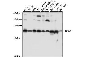 RPL26 Antikörper  (AA 20-95)