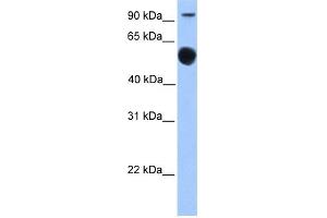 WB Suggested Anti-EBF1 Antibody Titration:  0. (EBF1 antibody  (N-Term))