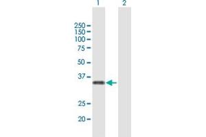 Western Blot analysis of MAF1 expression in transfected 293T cell line by MAF1 MaxPab polyclonal antibody. (MAF1 antibody  (AA 1-256))
