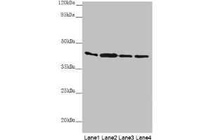 Western blot All lanes: AKR7A2 antibody at 0. (AKR7A2 antibody  (AA 100-359))