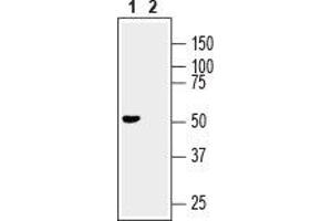 Western blot analysis of mouse brain lysate:1. (GDNF Family Receptor alpha 3 (GFRA3) Peptide)