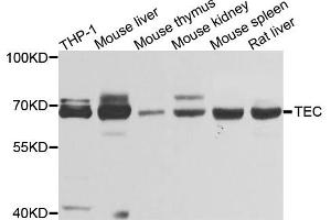 Western blot analysis of extracts of various cell lines, using TEC antibody (ABIN4905390) at 1:1000 dilution. (NR4A3 antibody)