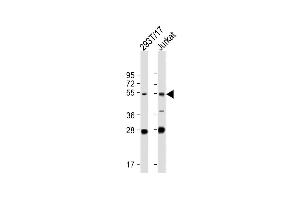All lanes : Anti-FOXN3 Antibody (C-term) at 1:2000 dilution Lane 1: 293T/17 whole cell lysate Lane 2: Jurkat whole cell lysate Lysates/proteins at 20 μg per lane. (FOXN3 antibody  (C-Term))