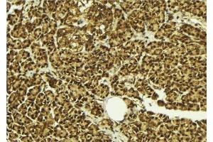 ABIN6279094 at 1/100 staining Mouse pancreas tissue by IHC-P. (AFF4 antibody  (C-Term))