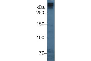 Mouse Capture antibody from the kit in WB with Positive Control: Human serum. (APOB ELISA Kit)