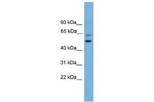 WB Suggested Anti-PSMD12  Antibody Titration: 0. (PSMD12 antibody  (Middle Region))