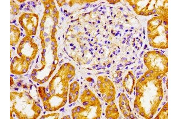CYP27A1 antibody  (AA 290-407)