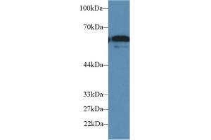 Detection of CD15 in Human HepG2 cell lysate using Polyclonal Antibody to Cluster Of Differentiation 15 (CD15)