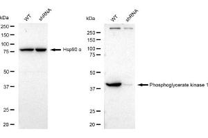 Western blotting analysis using Phosphoglycerate kinase 1 antibody (ABIN7799810). (Recombinant PGK1 antibody)
