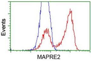 HEK293T cells transfected with either RC200259 overexpress plasmid (Red) or empty vector control plasmid (Blue) were immunostained by anti-MAPRE2 antibody (ABIN2454584), and then analyzed by flow cytometry. (MAPRE2 antibody)