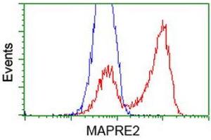 HEK293T cells transfected with either RC200259 overexpress plasmid (Red) or empty vector control plasmid (Blue) were immunostained by anti-MAPRE2 antibody (ABIN2454584), and then analyzed by flow cytometry. (MAPRE2 antibody)