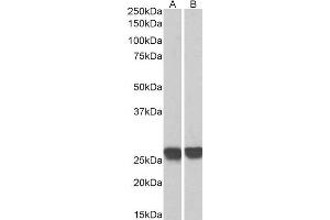 Biotinylated ABIN4902647 (0. (GRB2 antibody  (C-Term) (Biotin))