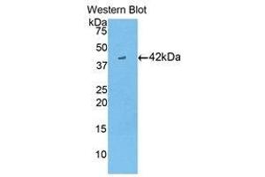 Western Blotting (WB) image for anti-Creatine Kinase, Brain (CKB) (AA 11-367) antibody (ABIN1858410)