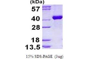 SDS-PAGE (SDS) image for Aldolase B, Fructose-Bisphosphate (ALDOB) (AA 1-364) protein (His tag) (ABIN667669) (ALDOB Protein (AA 1-364) (His tag))