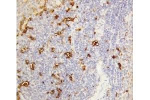 IHC-P: Alpha Amylase 1 antibody testing of rat spleen tissue (Alpha-amylase 1 antibody  (N-Term))