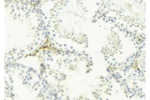 ABIN6276496 at 1/100 staining Mouse testis tissue by IHC-P. (FAM3B antibody  (C-Term))