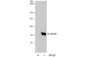 IP Image Immunoprecipitation of RecQ1 protein from HeLa whole cell extracts using 5 μg of RecQ1 antibody [C1C3], Western blot analysis was performed using RecQ1 antibody [C1C3], EasyBlot anti-Rabbit IgG  was used as a secondary reagent. (RecQ Protein-Like (DNA Helicase Q1-Like) (RECQL) (C-Term) antibody)
