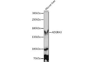 Western blot analysis of extracts of Mouse liver, using  Rabbit pAb (ABIN7267292) at 1:1000 dilution. (GPR125 antibody  (AA 370-600))