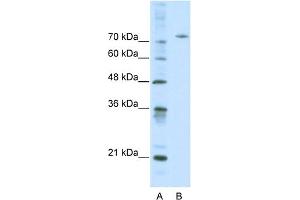 WB Suggested Anti-AFM Antibody Titration:  0. (Afamin antibody  (Middle Region))