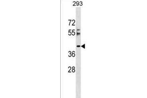 RSRC2 antibody  (N-Term)