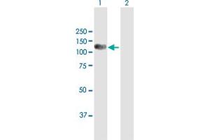 Western Blot analysis of RFX6 expression in transfected 293T cell line by RFX6 MaxPab polyclonal antibody.