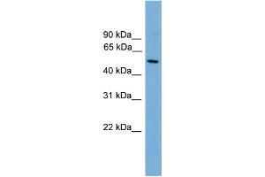 WB Suggested Anti-HLA-F Antibody Titration:  0. (HLA-F antibody  (N-Term))