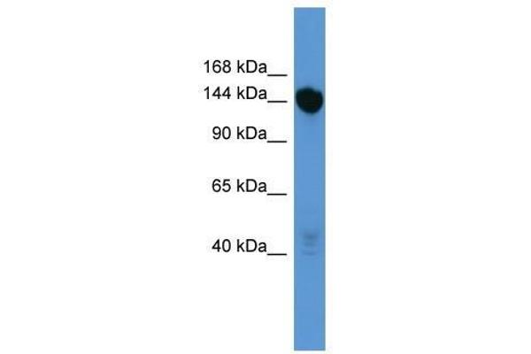 Basonuclin 2 antibody  (C-Term)