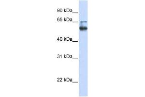 LENG4 antibody used at 1 ug/ml to detect target protein.