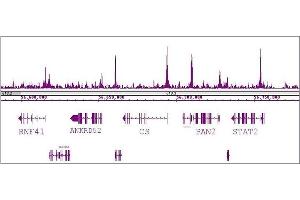RBBP5 antibody (pAb) tested by ChIP-Seq. (RBBP5 antibody  (C-Term))