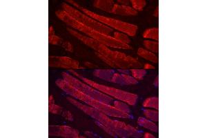 Immunofluorescence analysis of rat skeletal muscle cells using MYH4 Rabbit pAb (ABIN7268749) at dilution of 1:100 (40x lens). (MYH4 antibody  (AA 1450-1550))