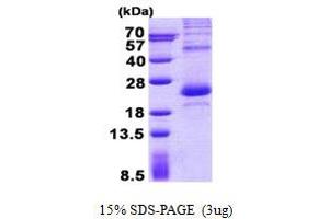 Image no. 1 for Lipopolysaccharide-Induced Tumor Necrosis Factor-alpha Factor (LITAF) protein (His tag) (ABIN1098763) (LITAF Protein (His tag))