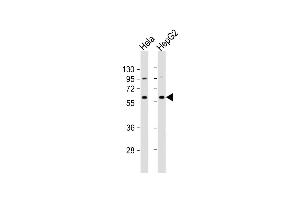All lanes : Anti-NRT1 Antibody (N-term) at 1:1000 dilution Lane 1: Hela whole cell lysate Lane 2: HepG2 whole cell lysate Lysates/proteins at 20 μg per lane. (NAPRT1 antibody  (N-Term))