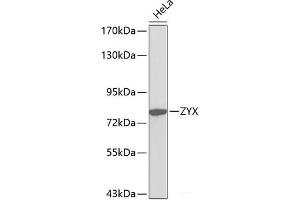 Western blot analysis of extracts of HeLa cells using ZYX Polyclonal Antibody. (ZYX antibody)