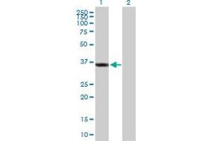 Western Blot analysis of SGTA expression in transfected 293T cell line by SGTA MaxPab polyclonal antibody. (SGTA antibody  (AA 1-313))