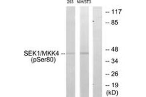 Western blot analysis of extracts from 293 cells and NIH-3T3 cells, using SEK1/MKK4 (Phospho-Ser80) Antibody. (MAP2K4 antibody  (pSer80))